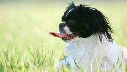 Warum Pekinesen besser hacken als Pitbulls